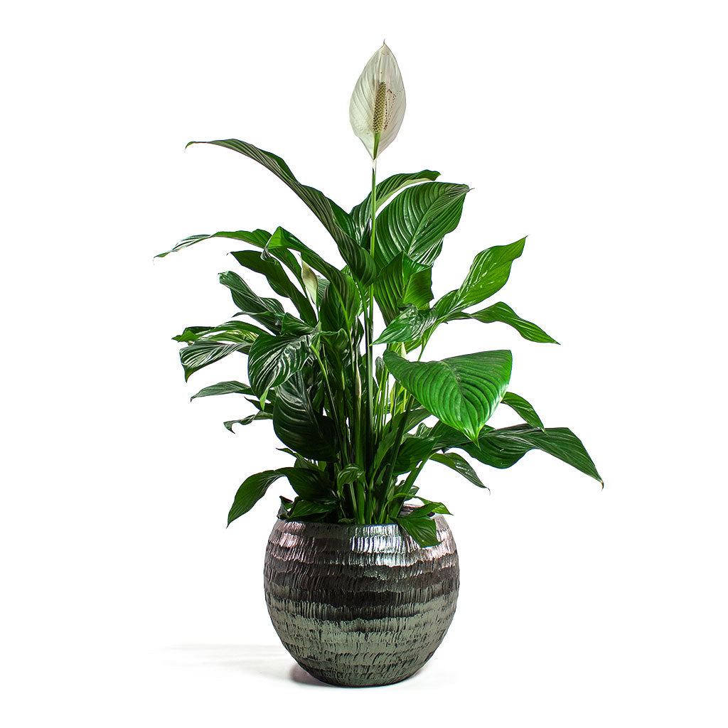 Spathiphyllum Sweet Lauretta Peace Lily Houseplant & Opus Hammered Globe Planter Silver