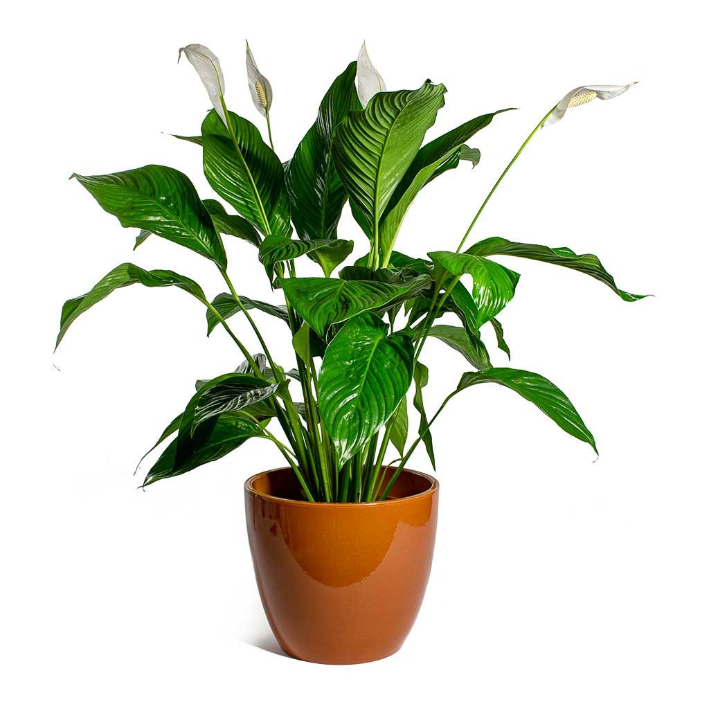 Spathiphyllum Sweet Lauretta Peace Lily & Sven Mandarin Plant Pot
