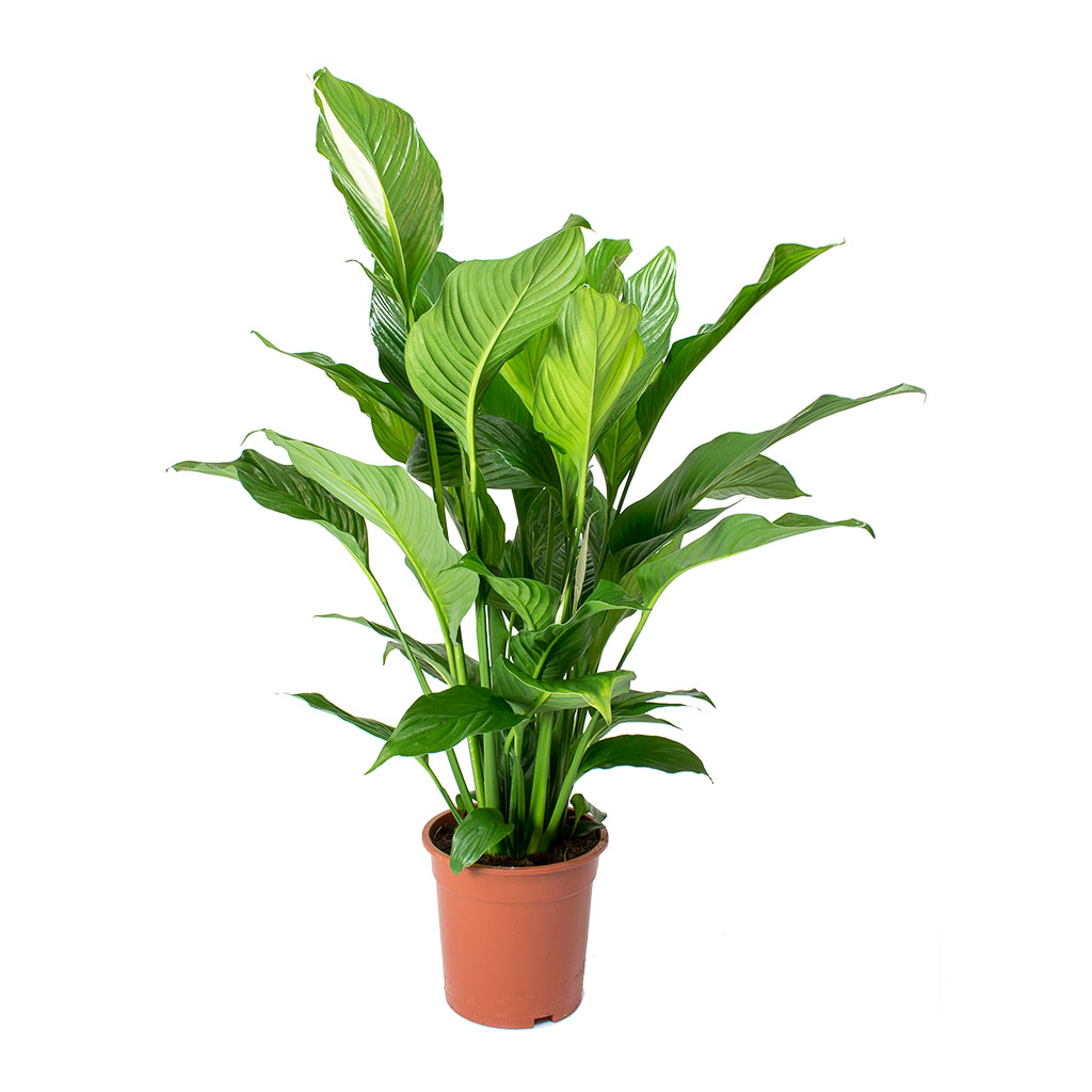 Spathiphyllum Sweet Lauretta - Peace Lily 90cm