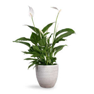 Spathiphyllum Vivaldi - Peace Lily Houseplant & Angle Couple Plant Pot - White