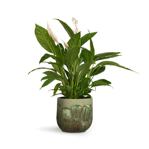 Moon Plant Pot - Jungle & Spathiphyllum Vivaldi - Peace Lily 