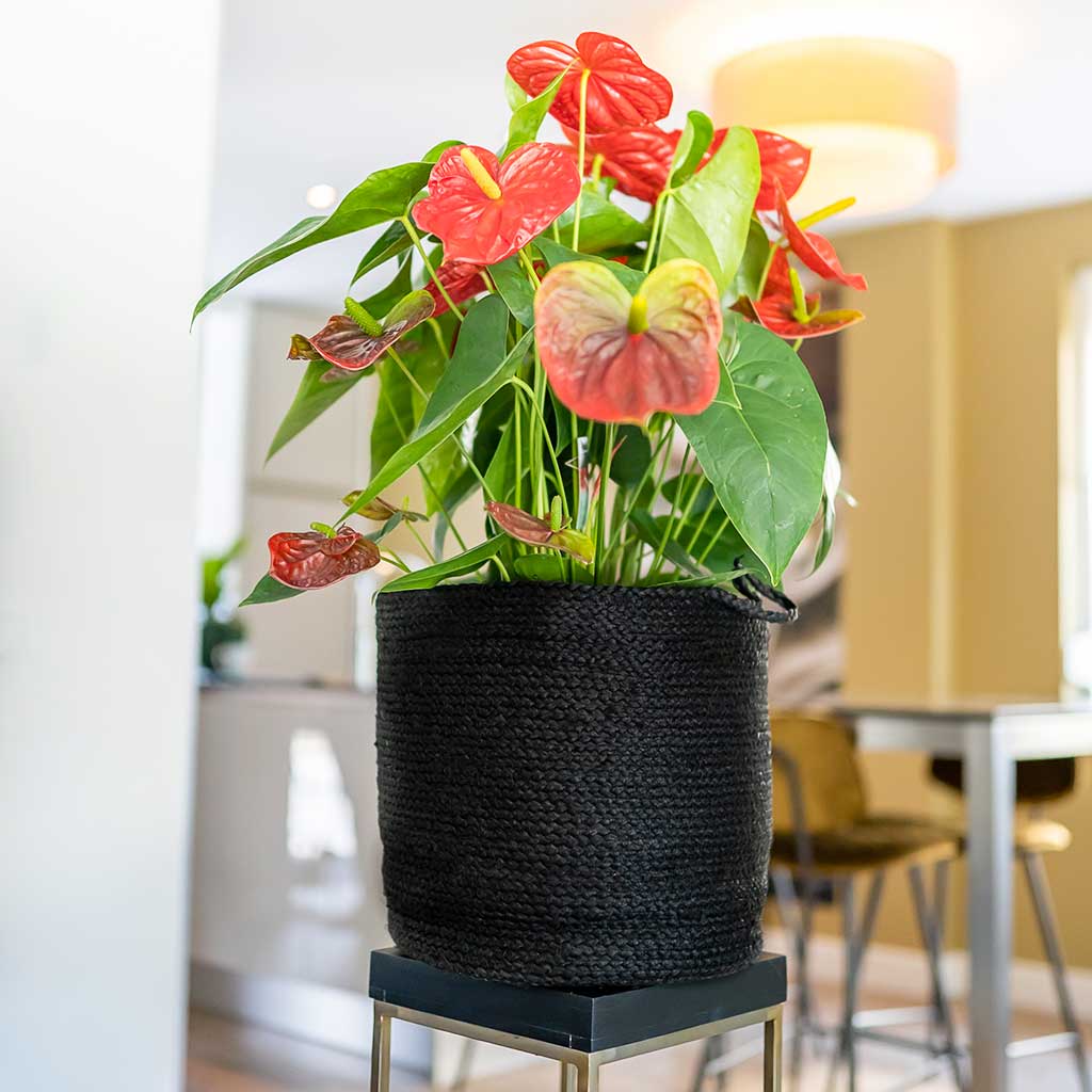 Stefan Plant Basket - Black & Houseplant