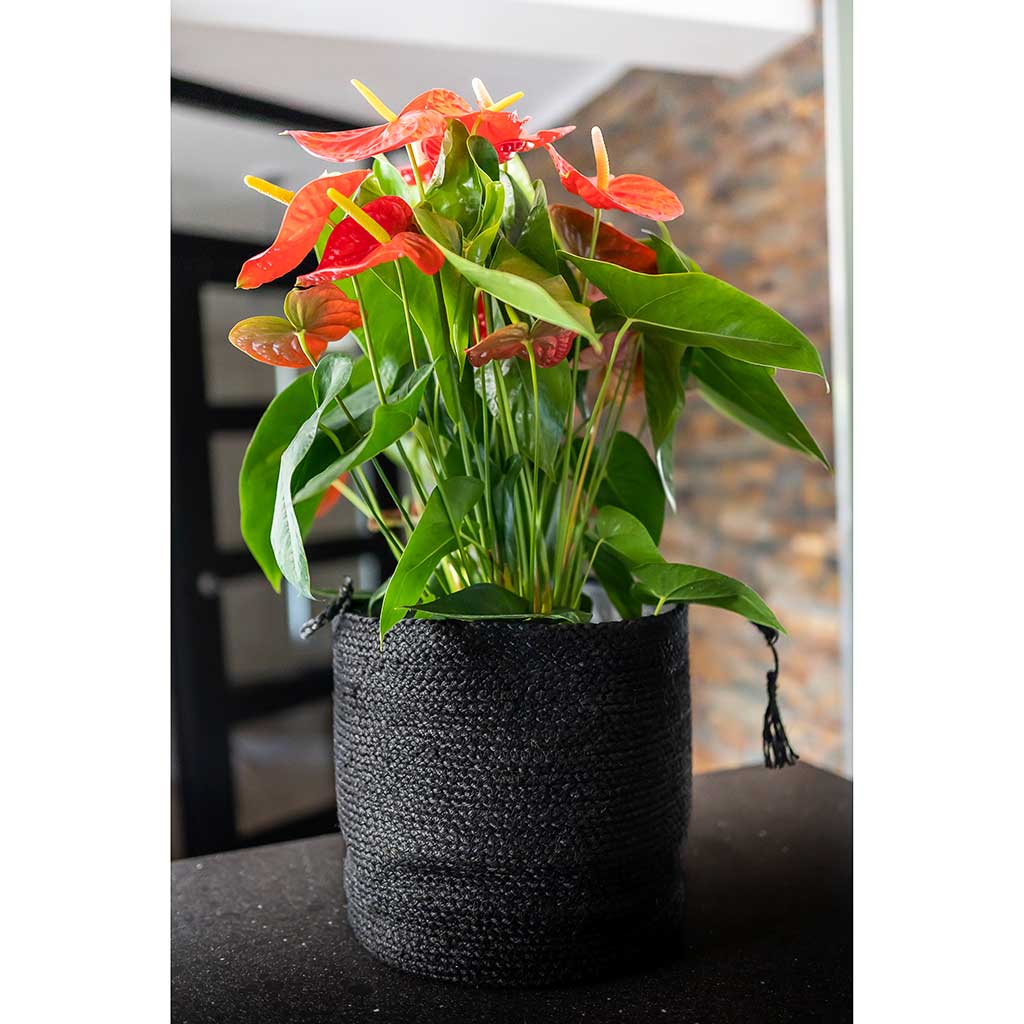 Stefan Plant Basket - Black