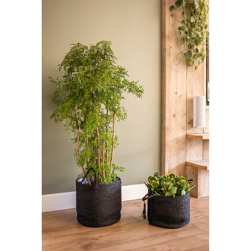 Stefan Plant Baskets - Black & Houseplants