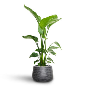 Strelitzia nicolai - Bird of Paradise - Hydroculture Indoor Plant & Angle Darcy Plant Pot - Anthracite