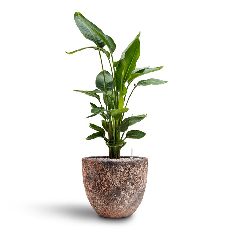 Strelitzia nicolai - Bird of Paradise - Hydroculture & Lava Couple Relic Planter - Pink