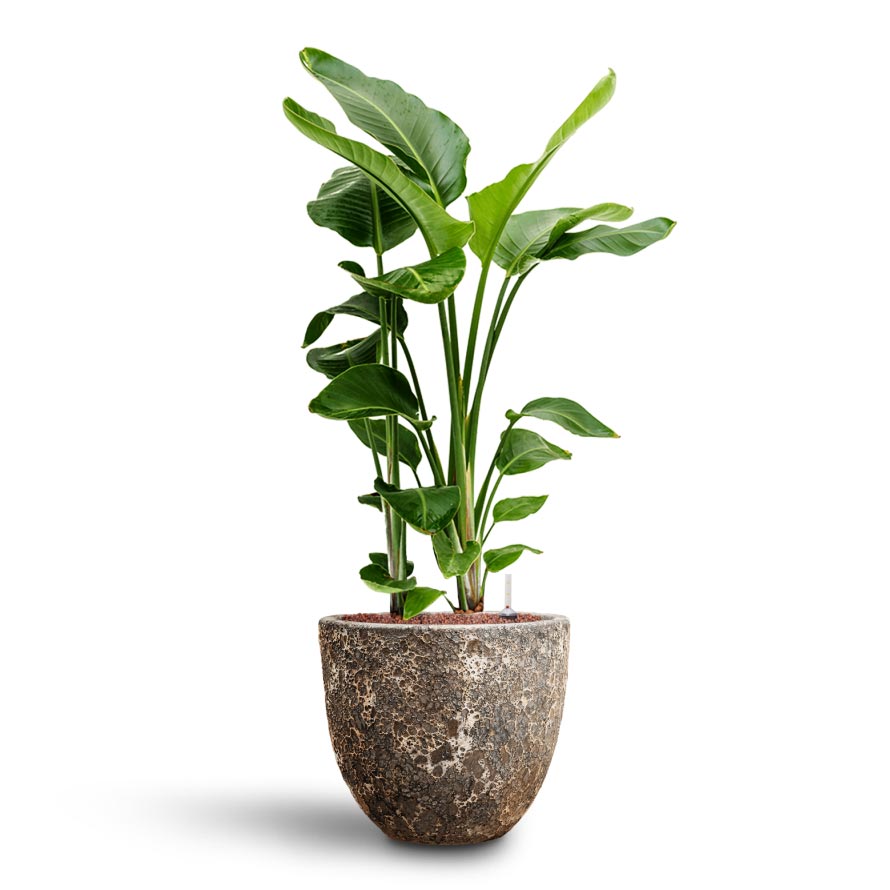 Lava Couple Relic Planter - Rust - Quality Planters | Hortology - HORTOLOGY