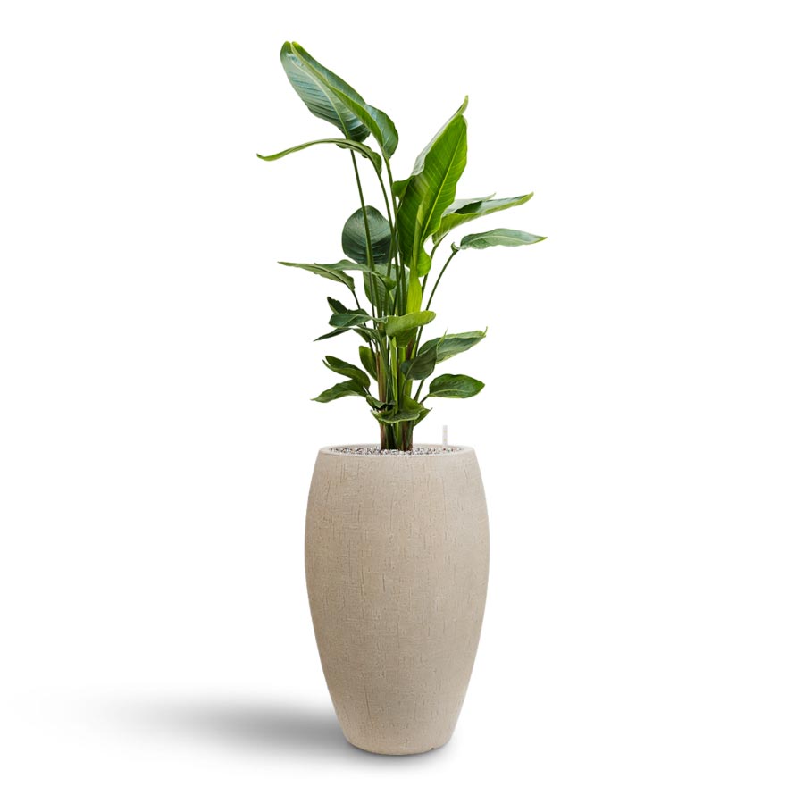 Strelitzia nicolai - Bird of Paradise - Hydroculture Indoor Plant & Raindrop Tall Balloon Planter - Stone