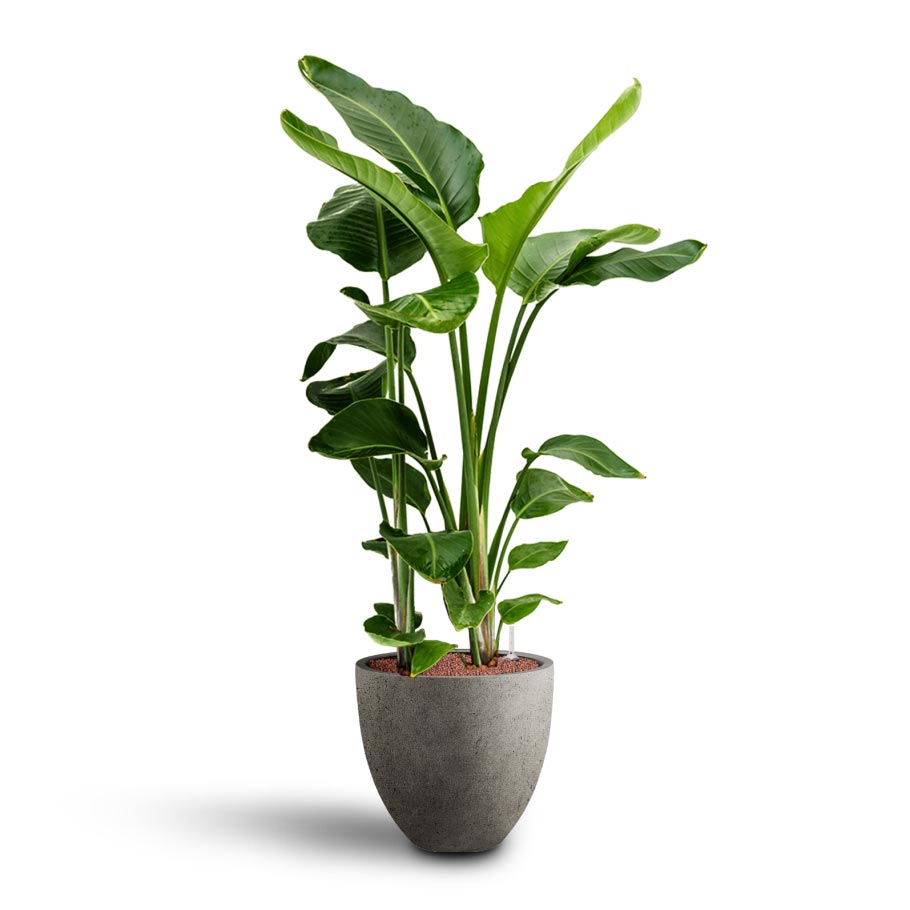 Strelitzia nicolai - Bird of Paradise - Hydroculture Indoor Plant & Grigio Egg Pot Planter - Natural Concrete