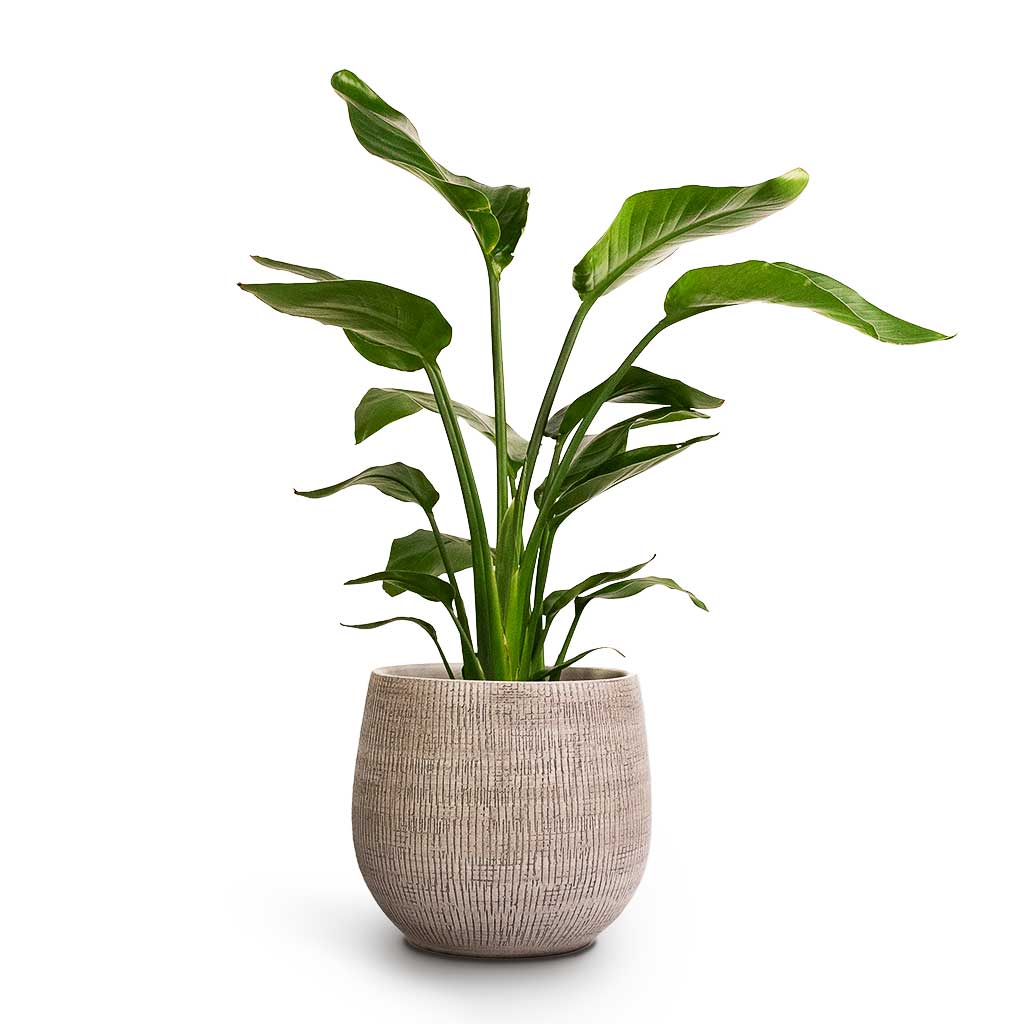 Strelitzia nicolai - Giant White Bird of Paradise & Ryan Plant Pot White Black