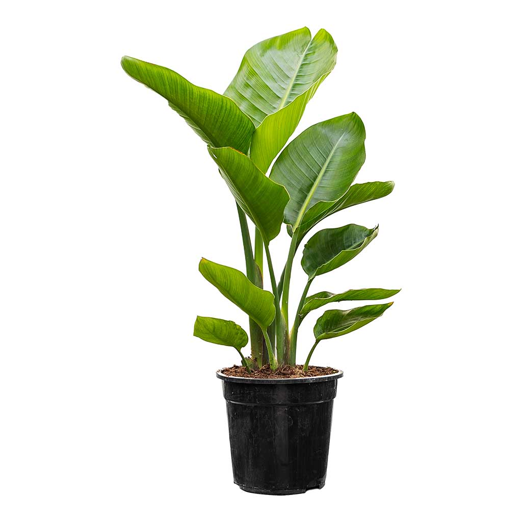 Strelitzia nicolai - Giant White Bird of Paradise - 19 x 70cm