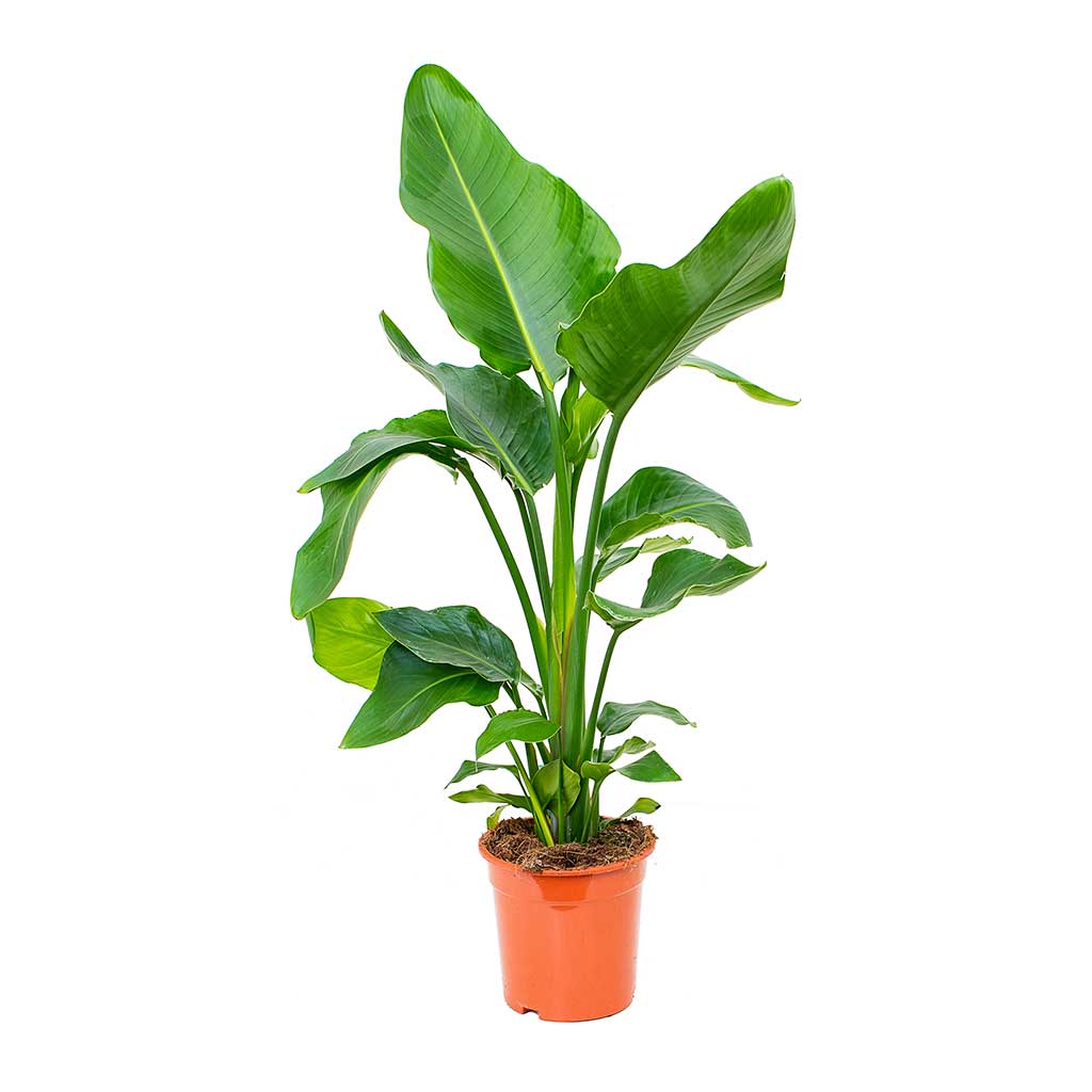 Strelitzia nicolai - Giant White Bird of Paradise - 19 x 90cm (3 plants)