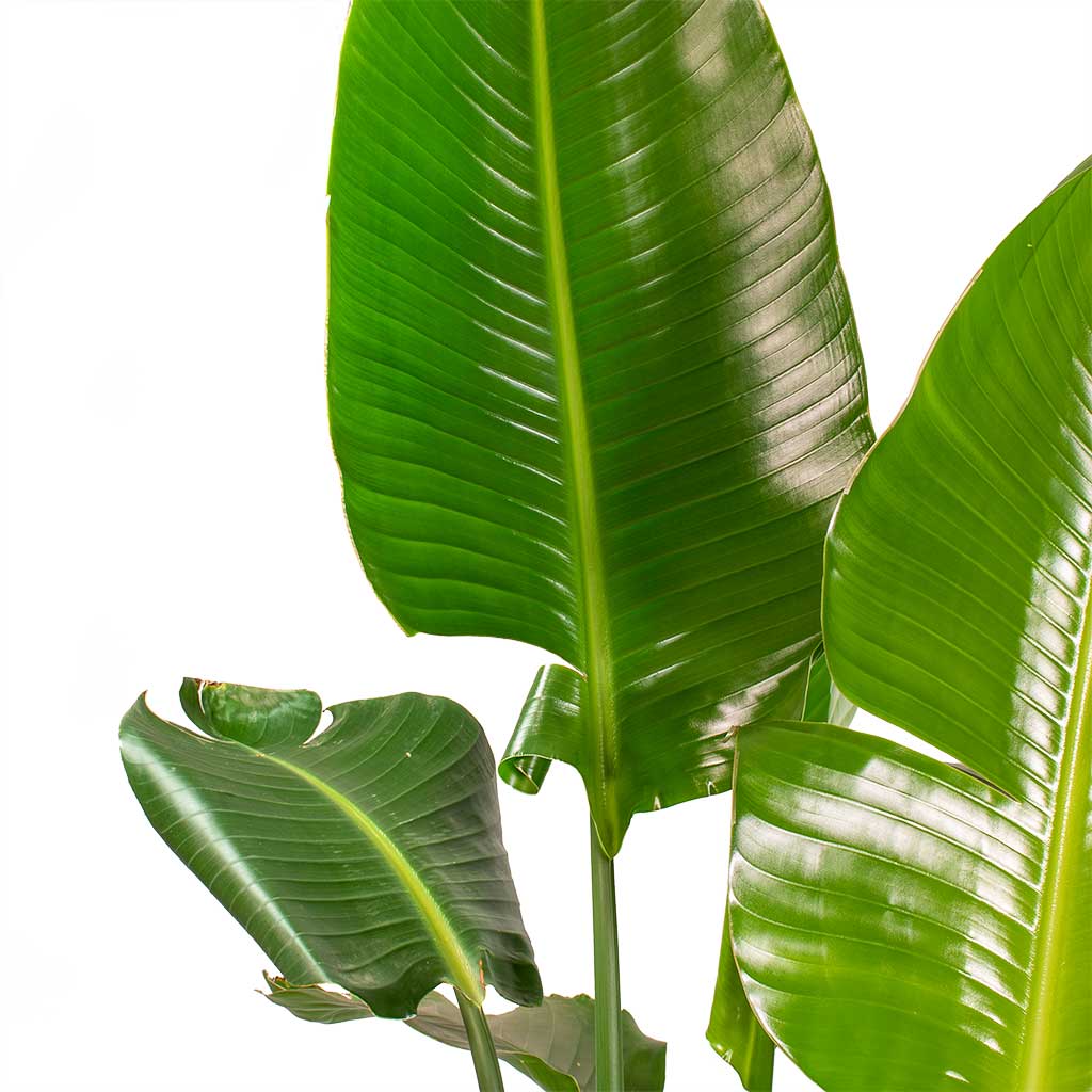 Strelitzia nicolai Giant White Bird of Paradise Split Leaves.