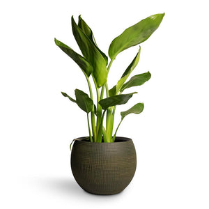 Strelitzia reginea - Bird of Paradise Houseplant & Dex Plant Pot - Forrest