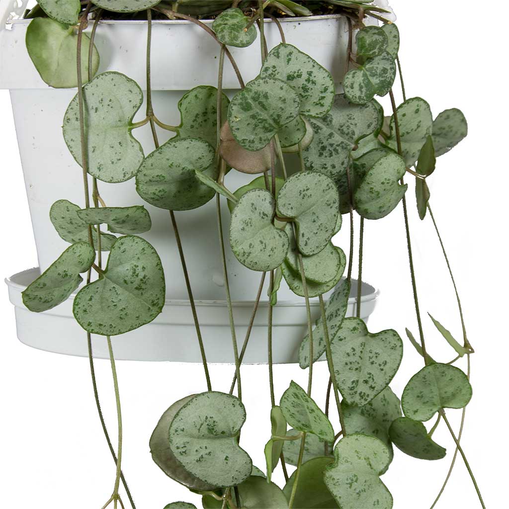 heart plant hanging Ceropegia woodii - String of Hearts - Rosary Vine | Hortology