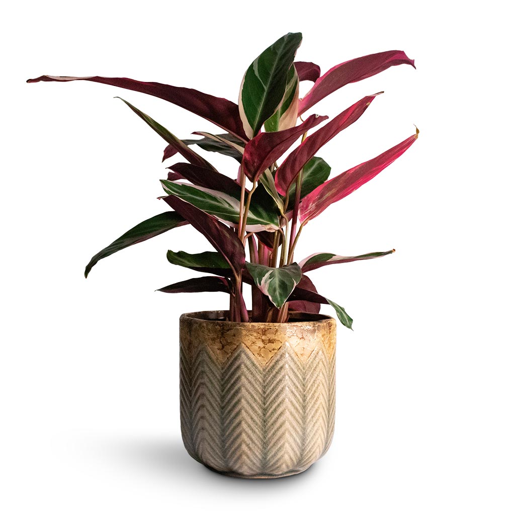 Stromanthe sanguinea Triostar Houseplant & Cecil Plant Pot - Taupe