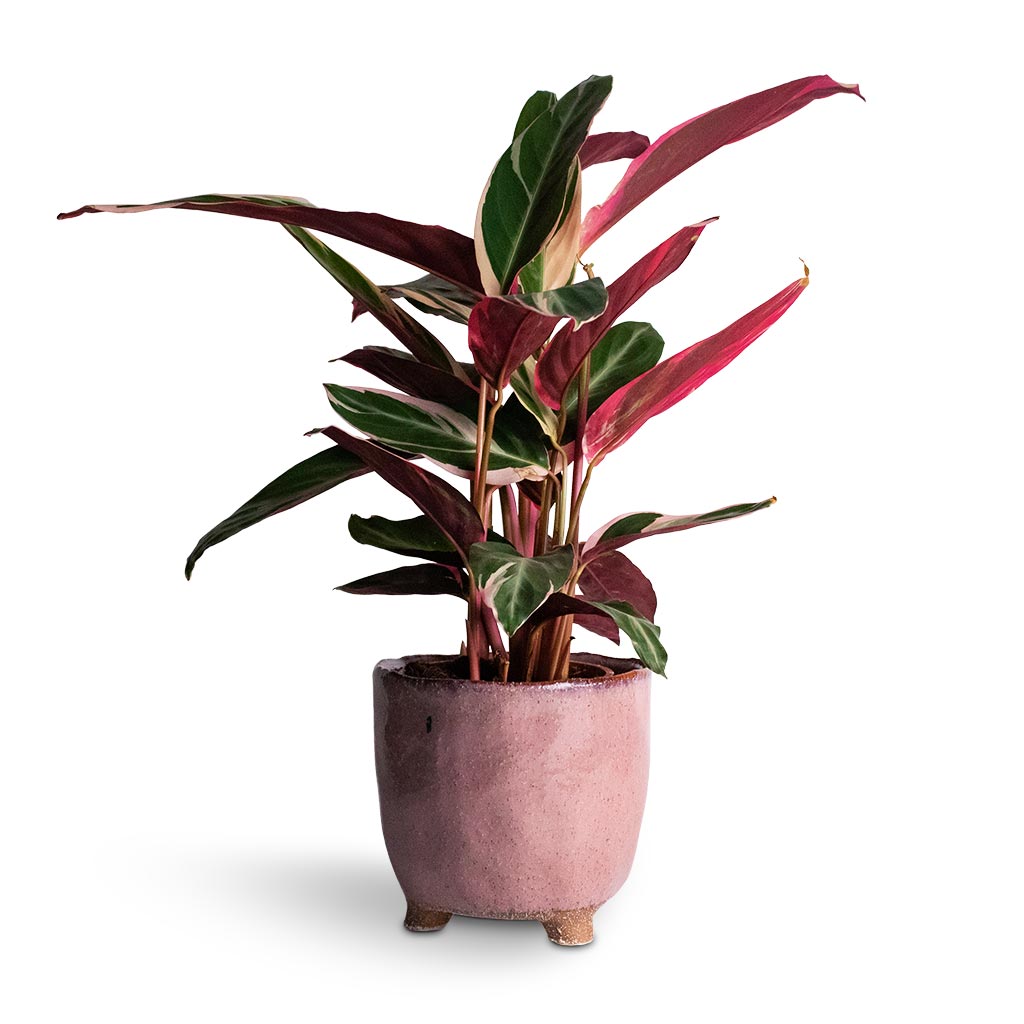 Stromanthe sanguinea Triostar Houseplant & Kaat Plant Pot - Old Pink