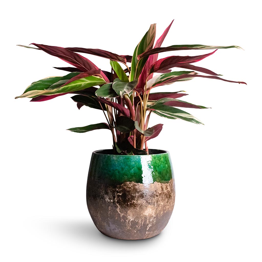 Stromanthe sanguinea Triostar Houseplant &amp; Lindy Plant Pot - Black Green