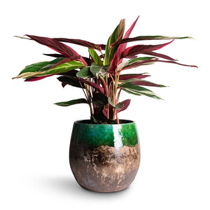 Stromanthe sanguinea Triostar Houseplant & Lindy Plant Pot - Black Green