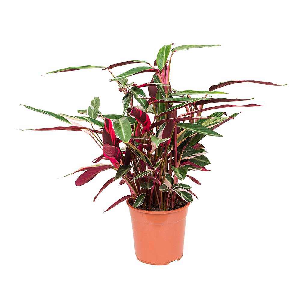 Stromanthe sanguinea Triostar 27 x 80cm