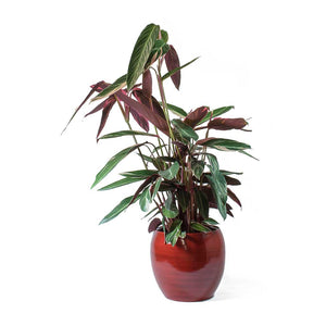 Stromanthe sanguinea Triostar & Cresta Deep Red Planter