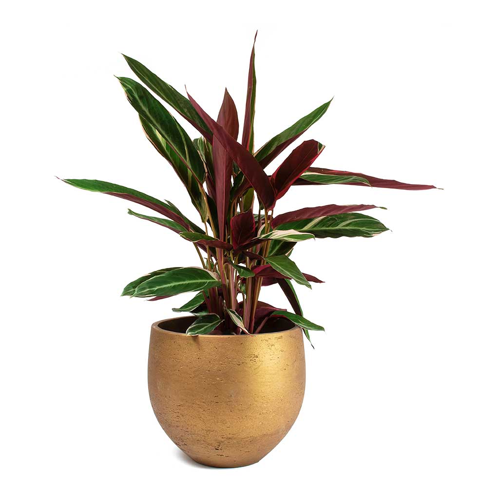 Stromanthe sanguinea Triostar & Mini Orb Kevan Plant Pot - Metallic Copper