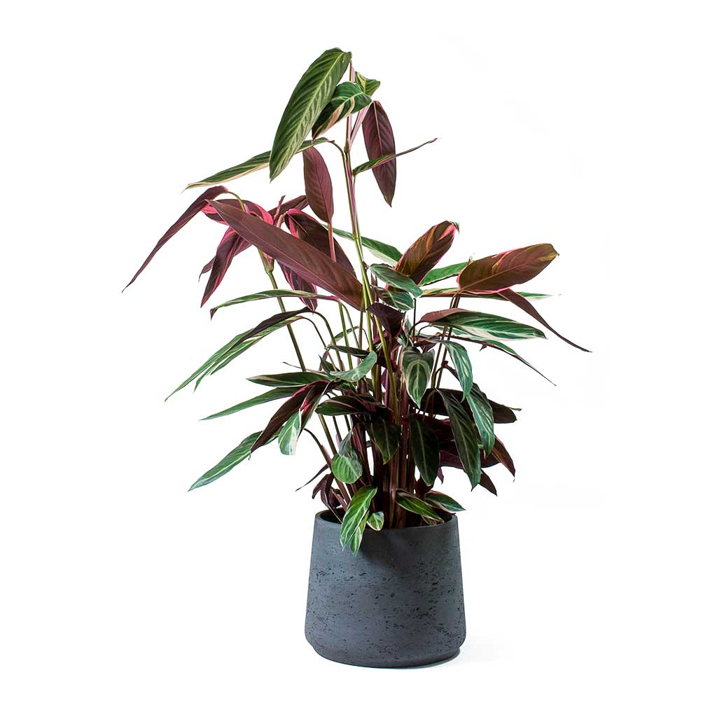 Stromanthe sanguinea Triostar & Patt Black Washed Planter