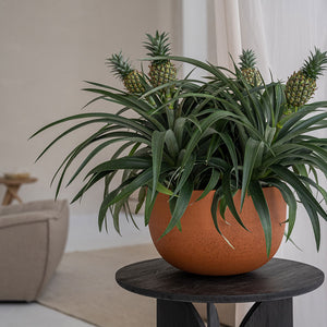 Sunny Plant Bowl Canyon Orange Lifestyle