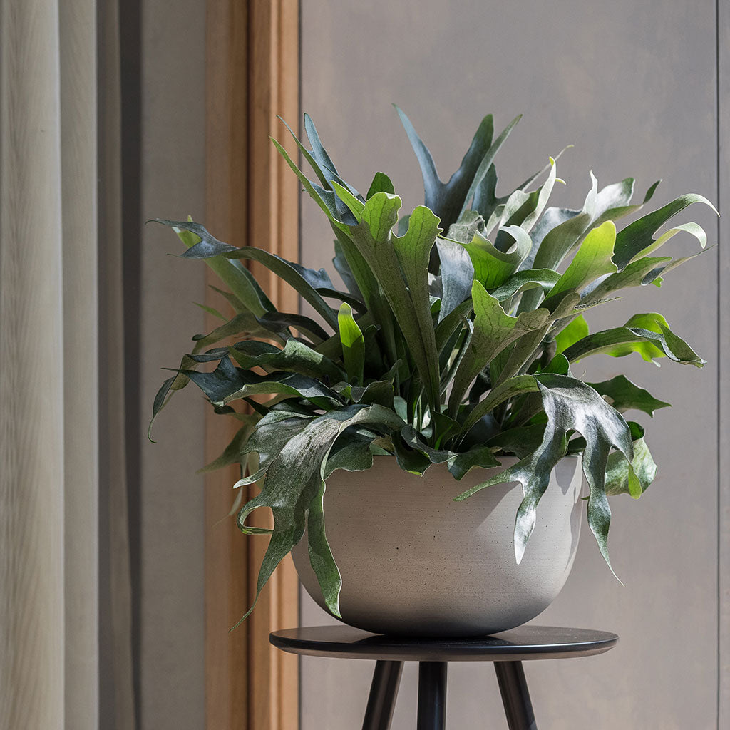 Sunny Plant Bowl - Clouded Grey