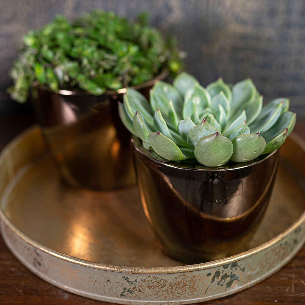 Sven Plant Pot Gold with Plants Lifestyle