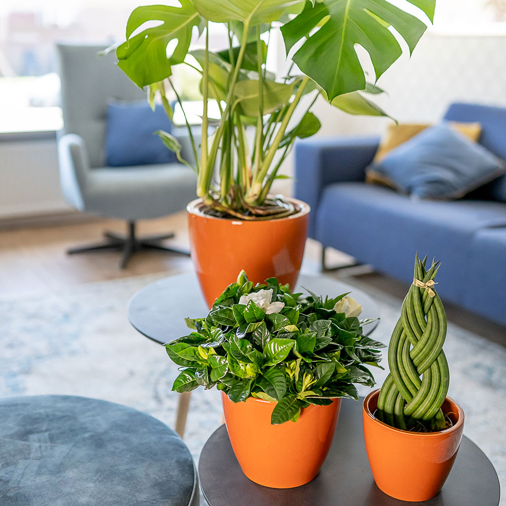 Sven Plant Pots - Mandarin & Houseplants