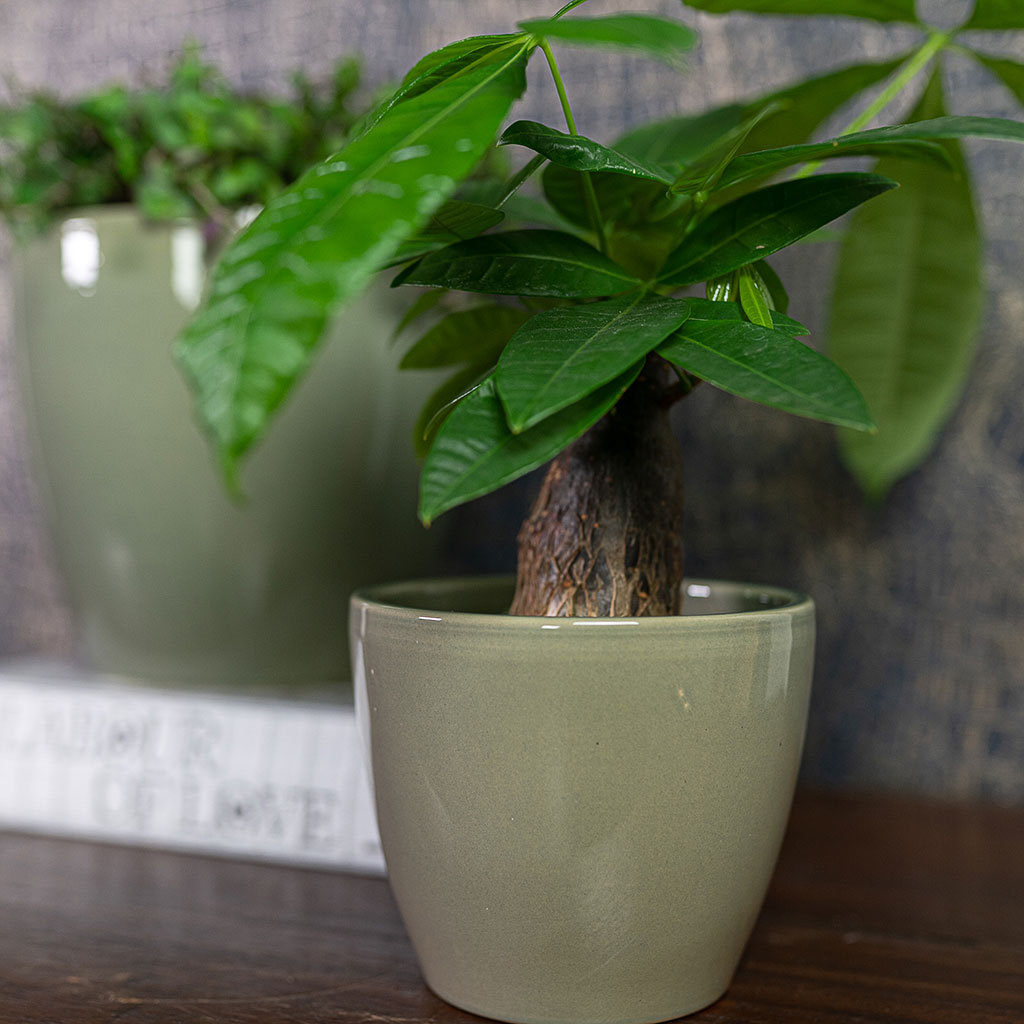 Sven Plant Pot Mint with Plants Lifestyle