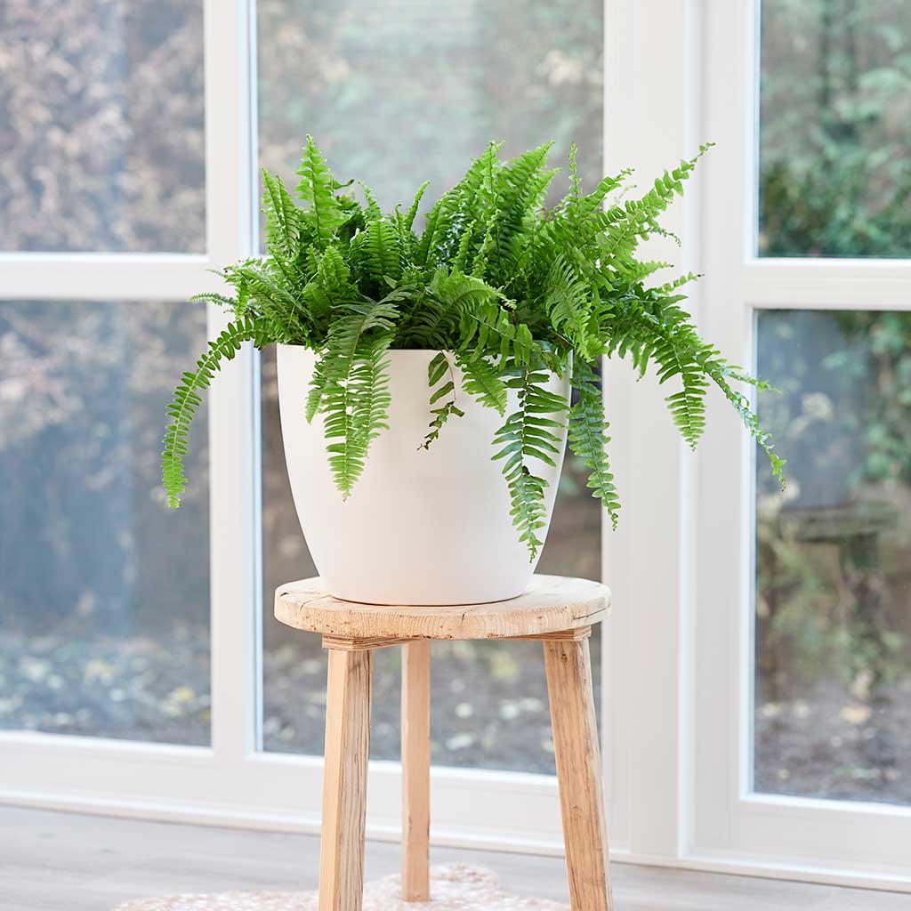Sven Plant Pot - White & Boston Fern Houseplant