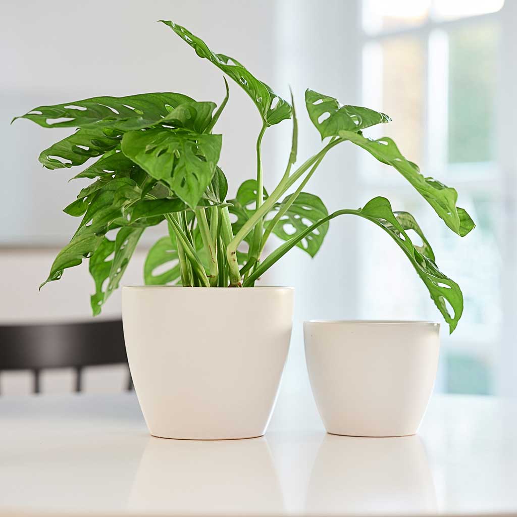 Sven Plant Pots - White & Houseplants