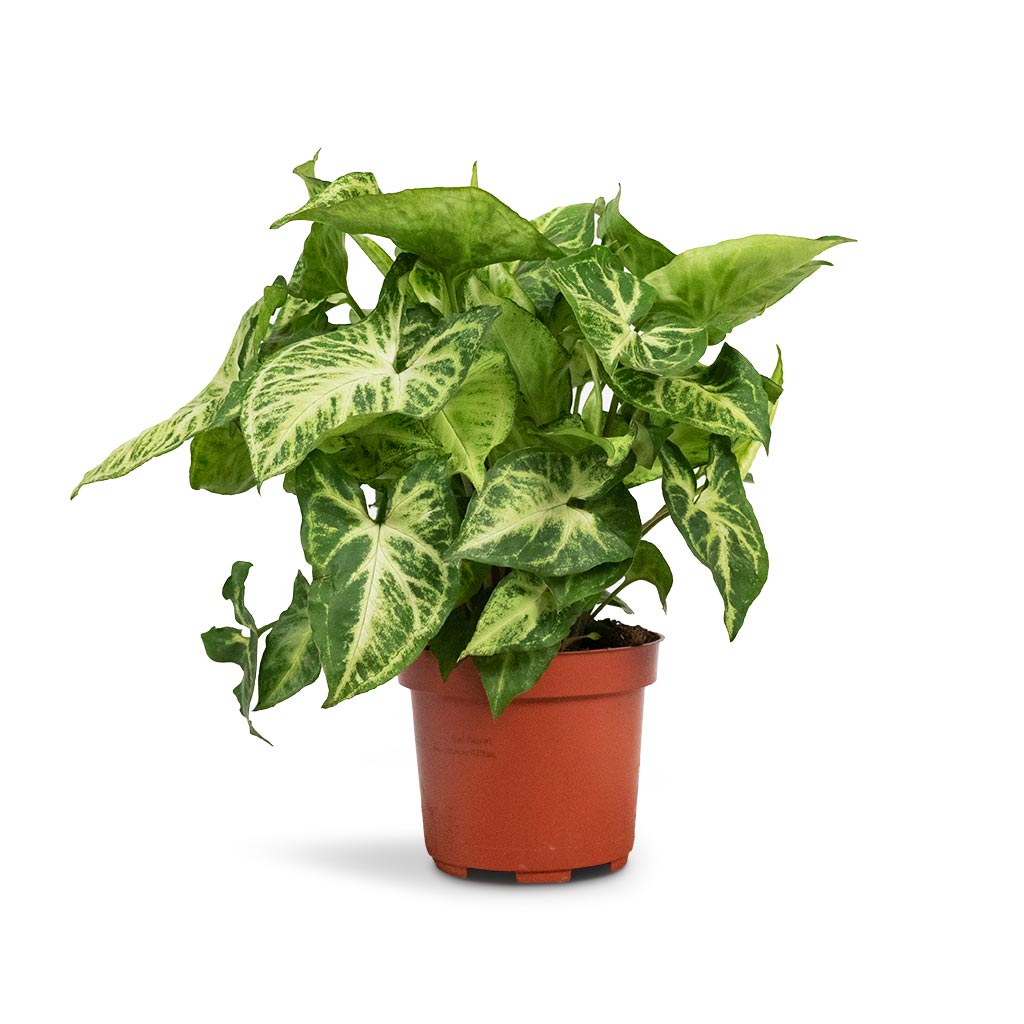 house plant arrow shaped leaves Syngonium nephthytis Arrow - Arrow Plant - Quality Plants| Hortology