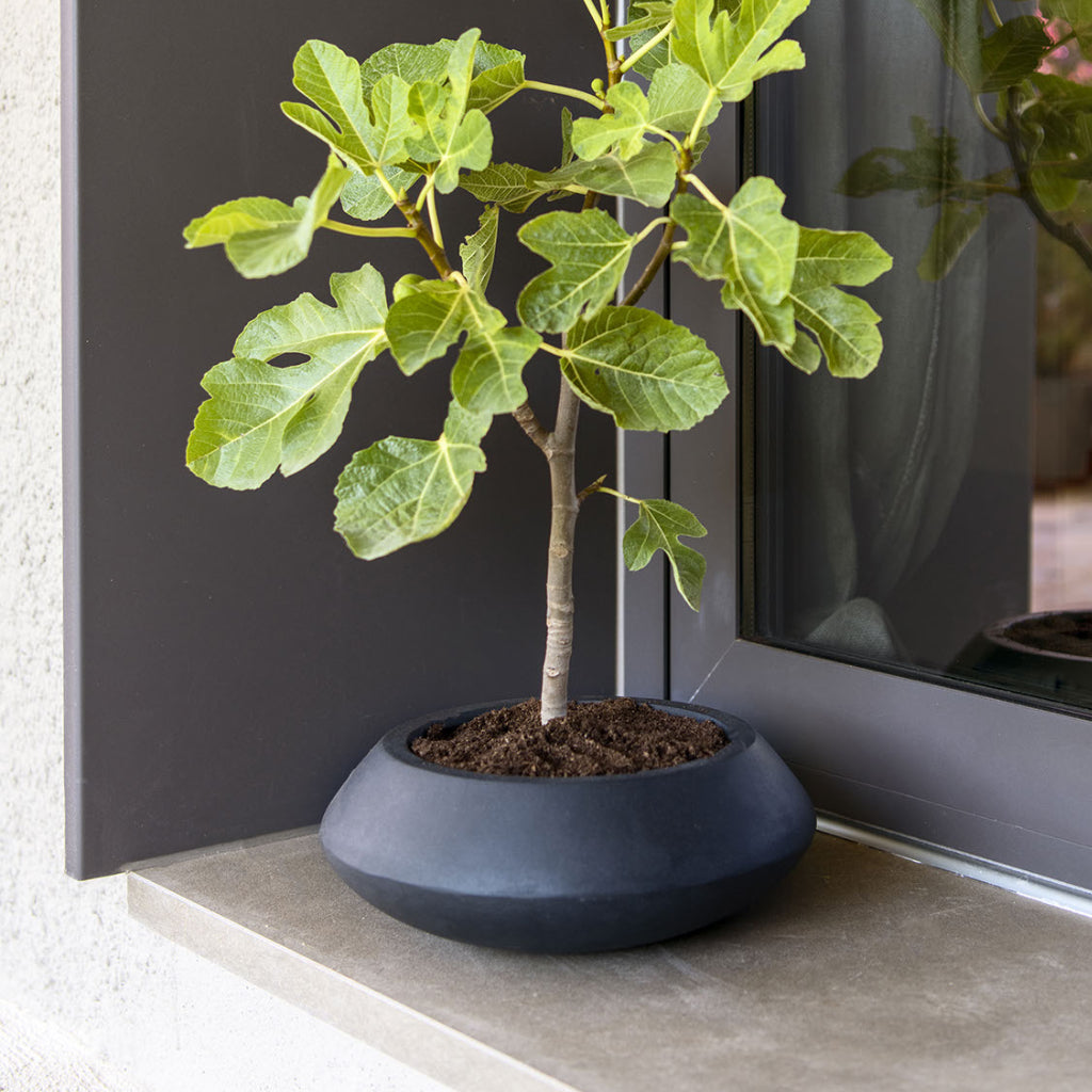 Tara Natural Planter - Black & Fig Tree
