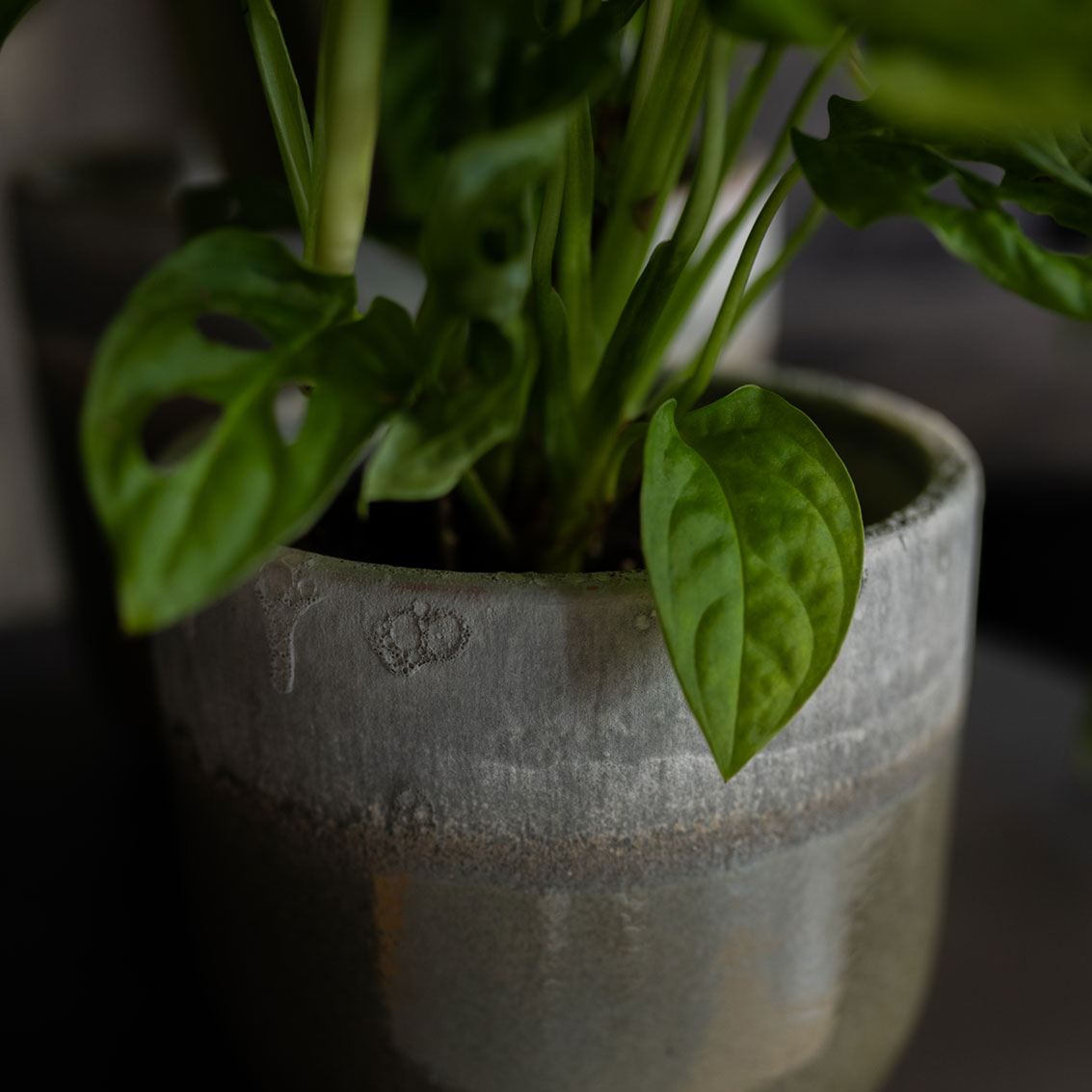 Tarra Plant Pot - Forest Close Up