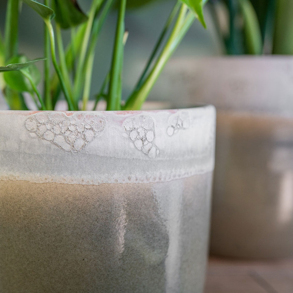 Tarra plant pot in forest close up