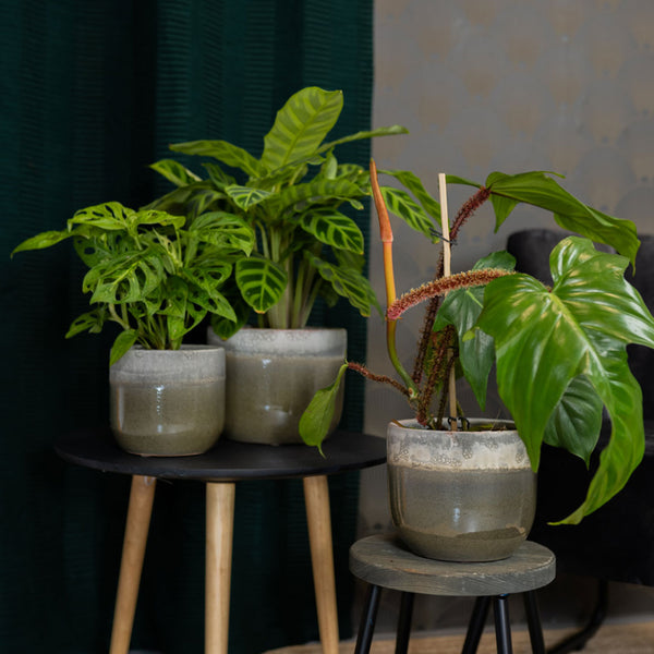 Tarra Plant Pot - Forest - Quality Indoor Plant Pots | Hortology