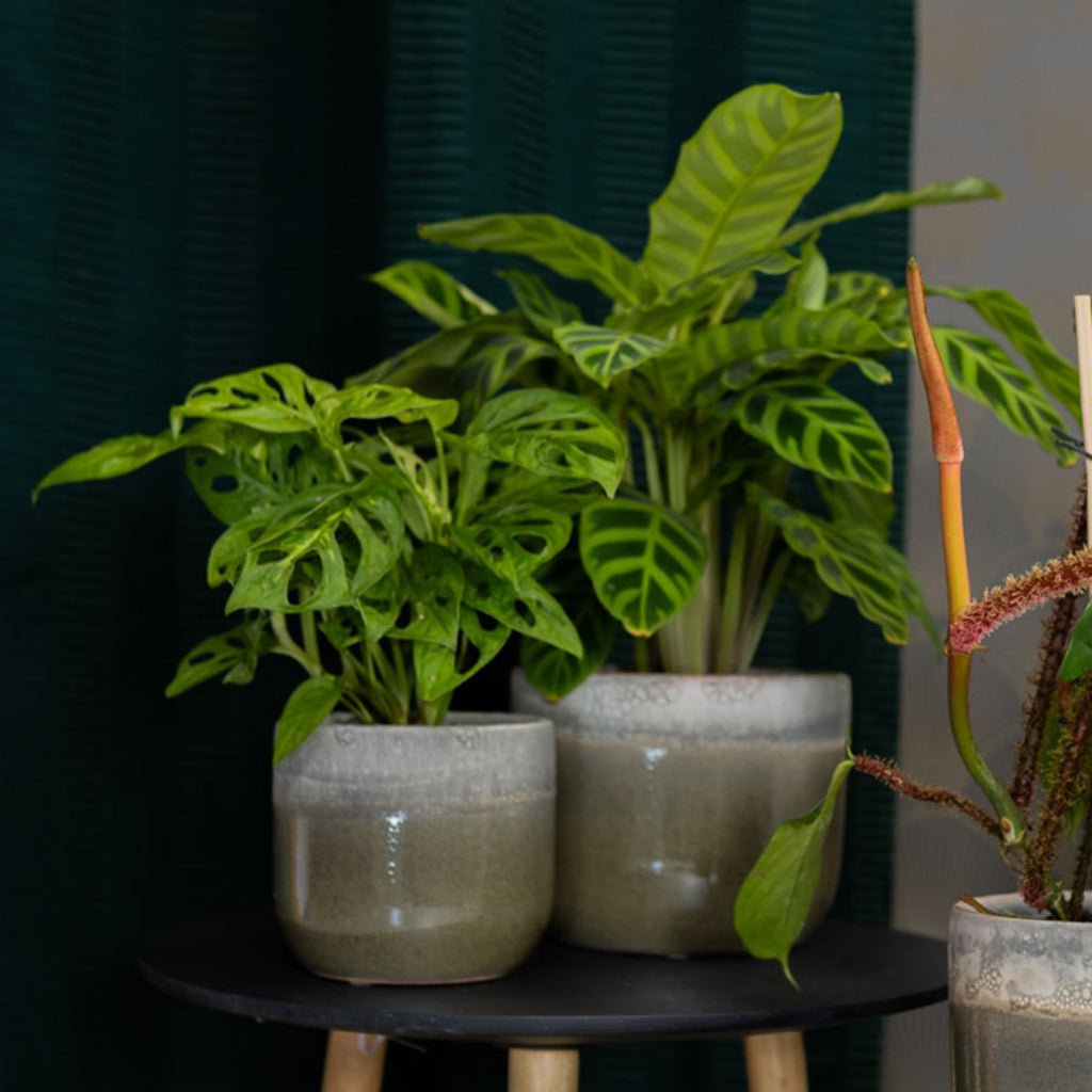 Tarra Plant Pot - Forest & Calathea & Monkey Mask