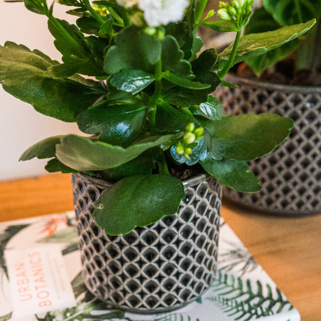 Thies Plant Pot - Anthracite & Houseplant Close Up