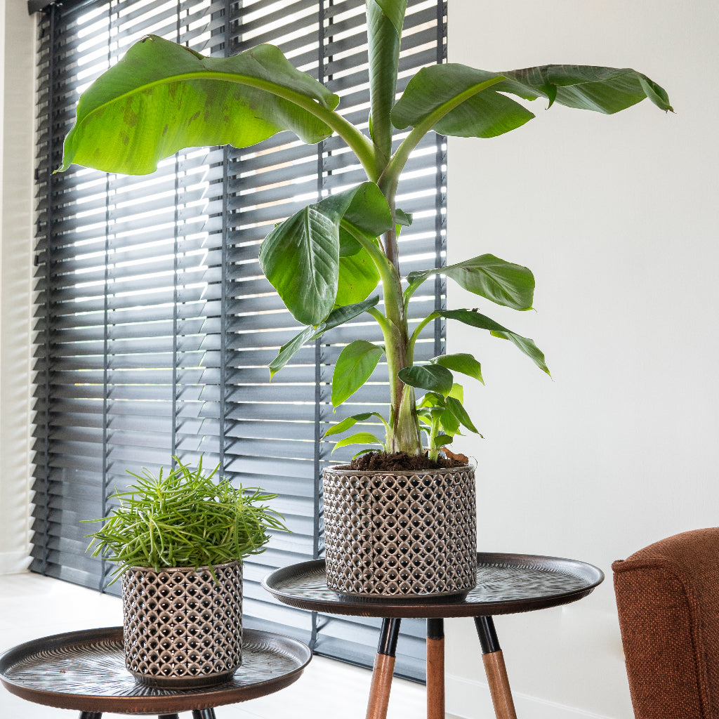 Thies Plant Pot - Anthracite & Musa Cavendish Banana Houseplant