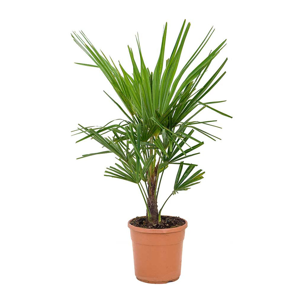 Trachycarpus fortunei - Windmill Palm - Indoor Palms | Hortology ...