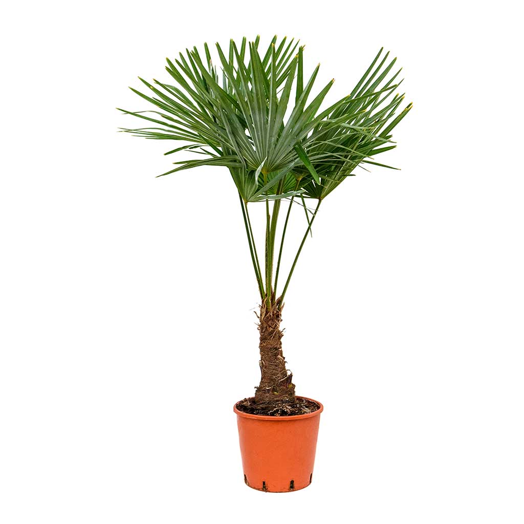 Trachycarpus fortunei - Windmill Palm 115cm