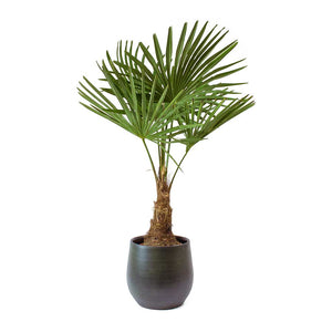 Trachycarpus fortunei - Windmill Palm & Esra Dark Green Plant Pot