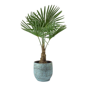 Trachycarpus fortunei - Windmill Palm & Evi Antique Bronze Plant Pot