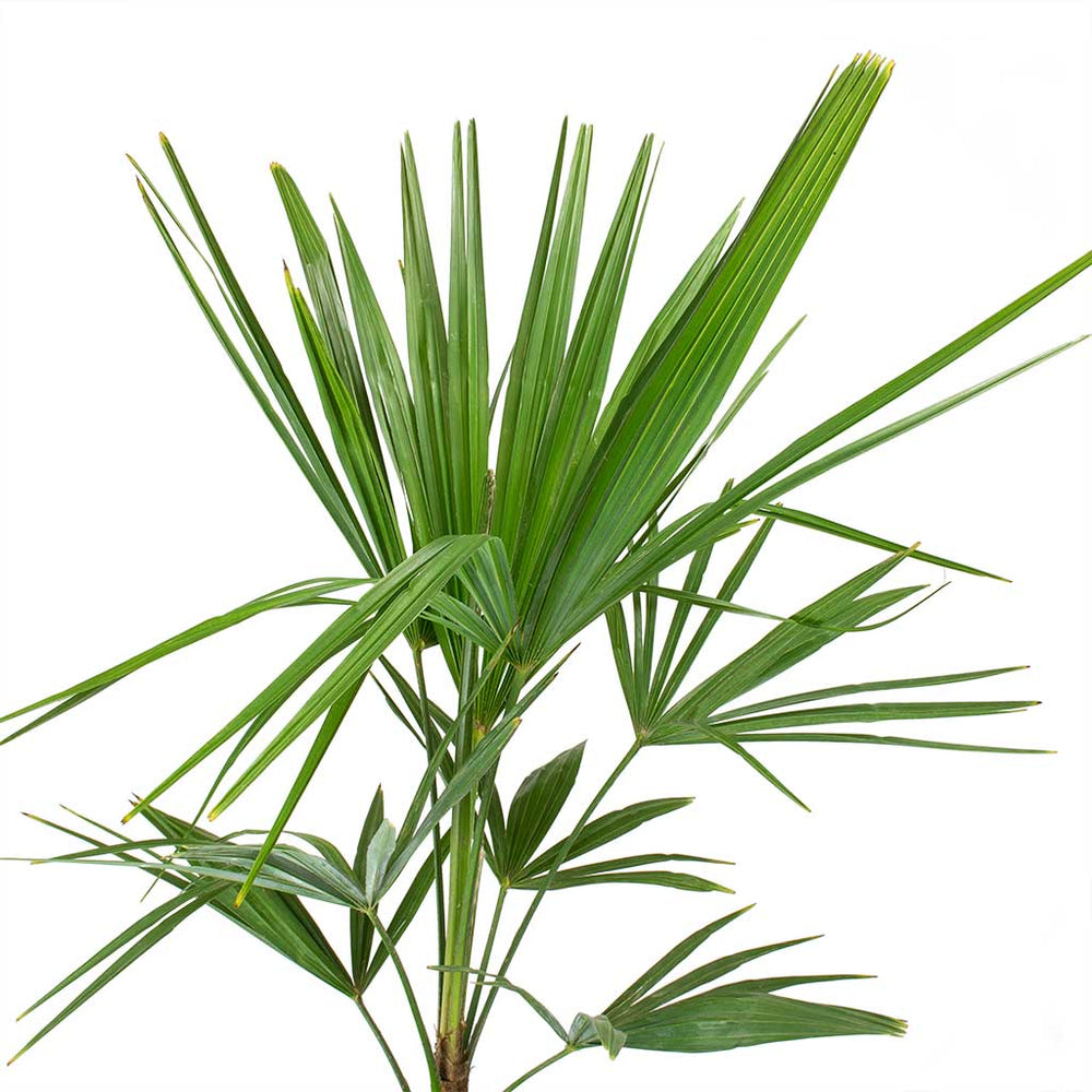 Trachycarpus fortunei - Windmill Palm - Indoor Palms | Hortology ...