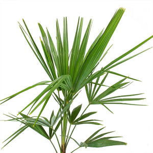 Trachycarpus fortunei - Windmill Palm Leaves