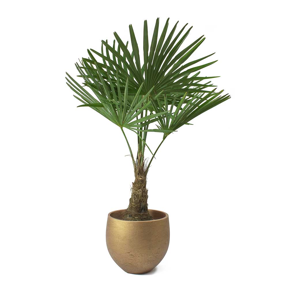 Trachycarpus fortunei - Windmill Palm & Mini Orb Kevan Plant Pot