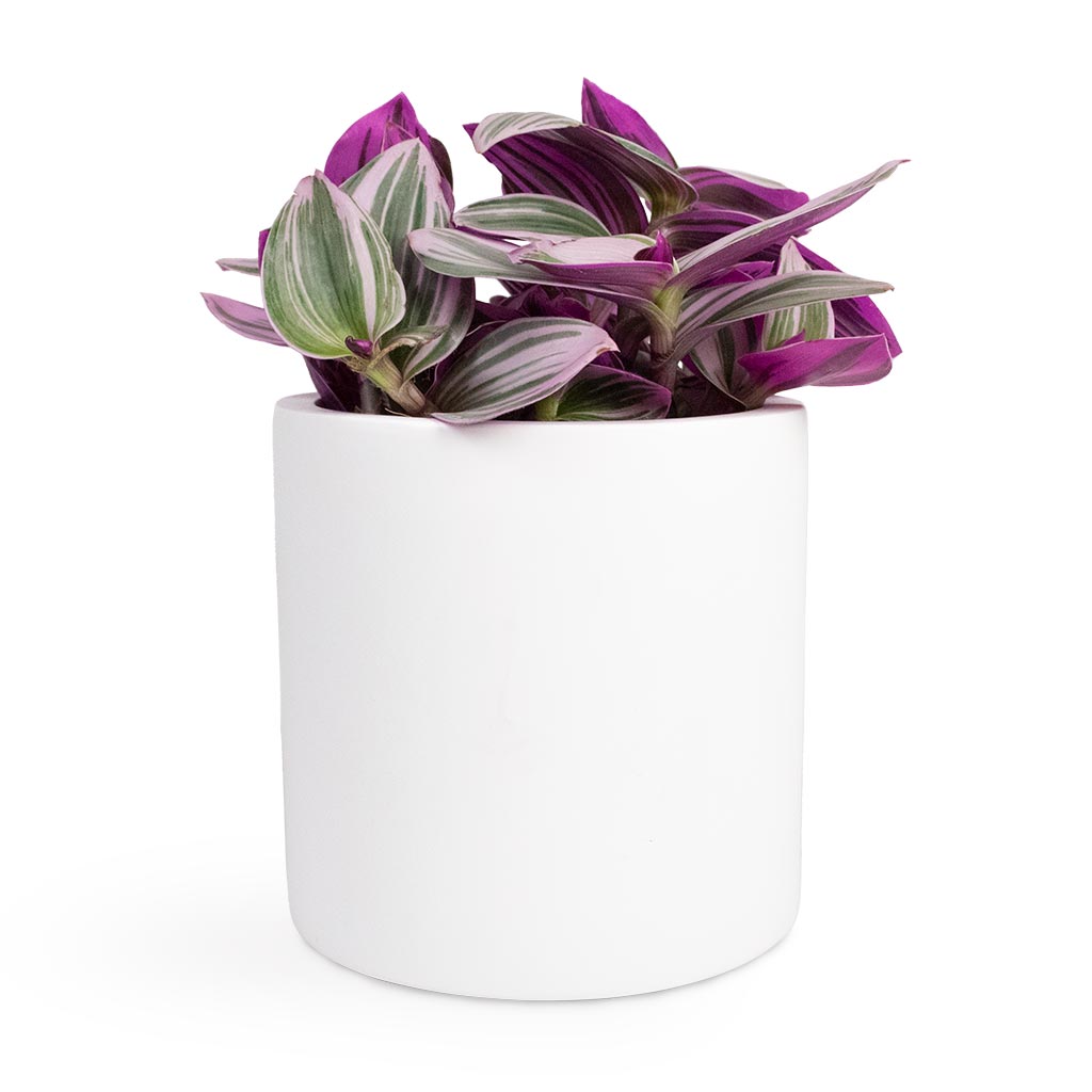Tradescantia albiflora Nanouk - Fantasy Venice Houseplant & Puk Planter - Matt White